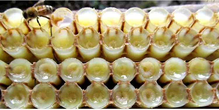 Beehall Basic Sample Customization Organic EOS Nop Pure Natural Bulk Royal Jelly with GMP Factory