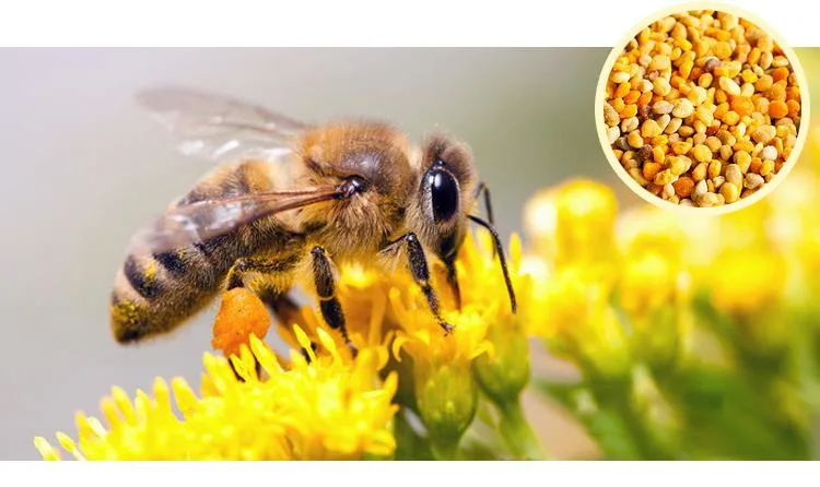 Beehall Organic Food Factory 100% Pure Wholesale Honey Bee Pollen