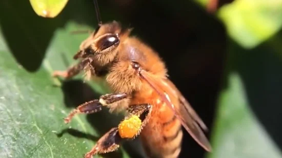 Производитель органических продуктов питания Beehall, высококачественная натуральная пчелиная пыльца оптом.
